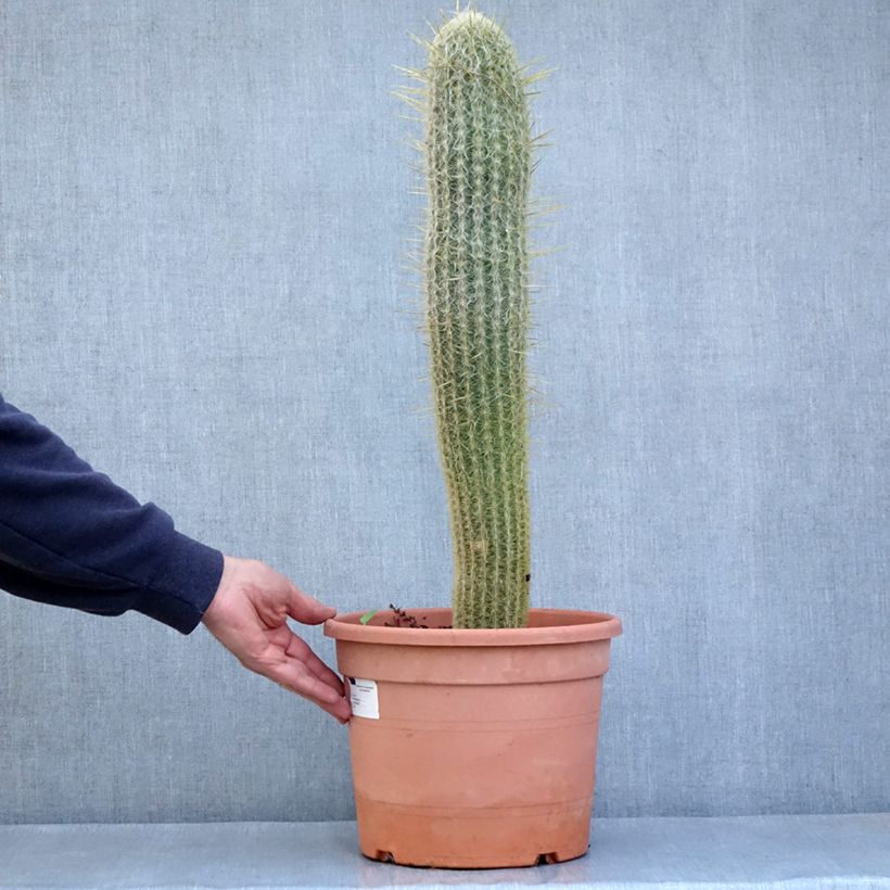 Espostoa lanata - Cactus cierge - Pot de 7,5L/10L Ejemplar entregado en la primavera