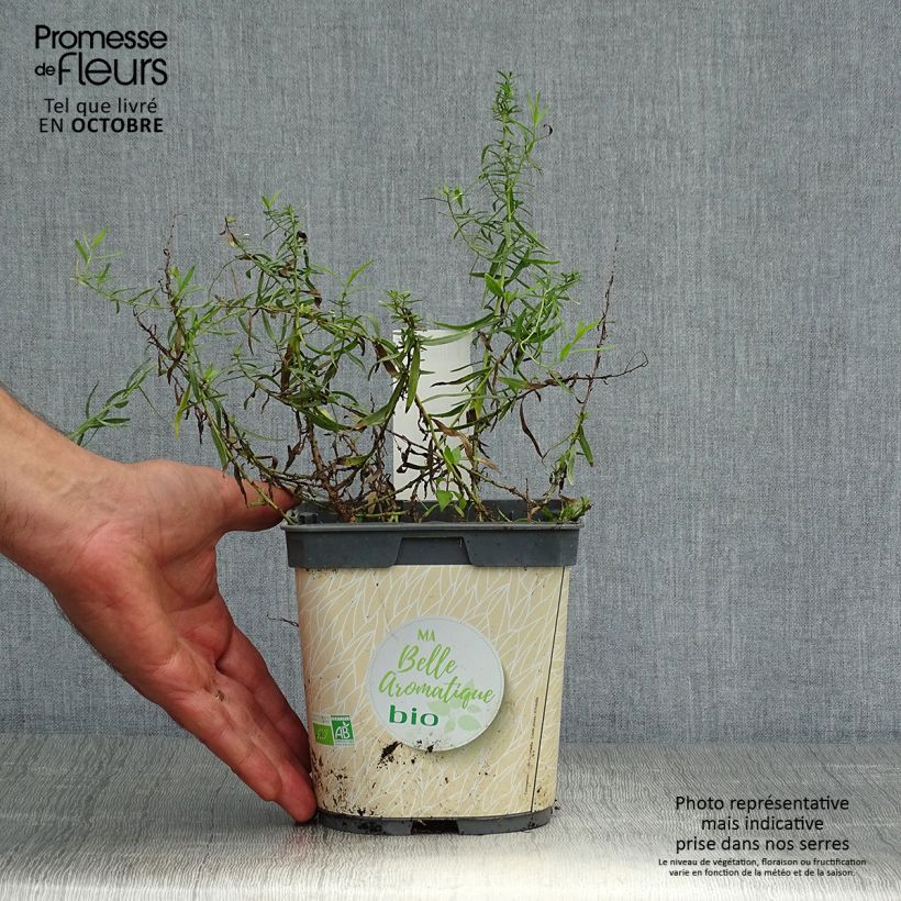 Ejemplar de Estragón BIO - Artemisia dracunculus Maceta 1L/1,5L entregado en otoño