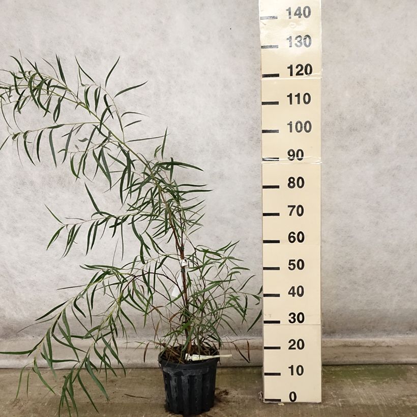 Ejemplar de Eucalyptus apiculata - Eucalipto de flores amarillas Maceta 4L/5L entregado en otoño