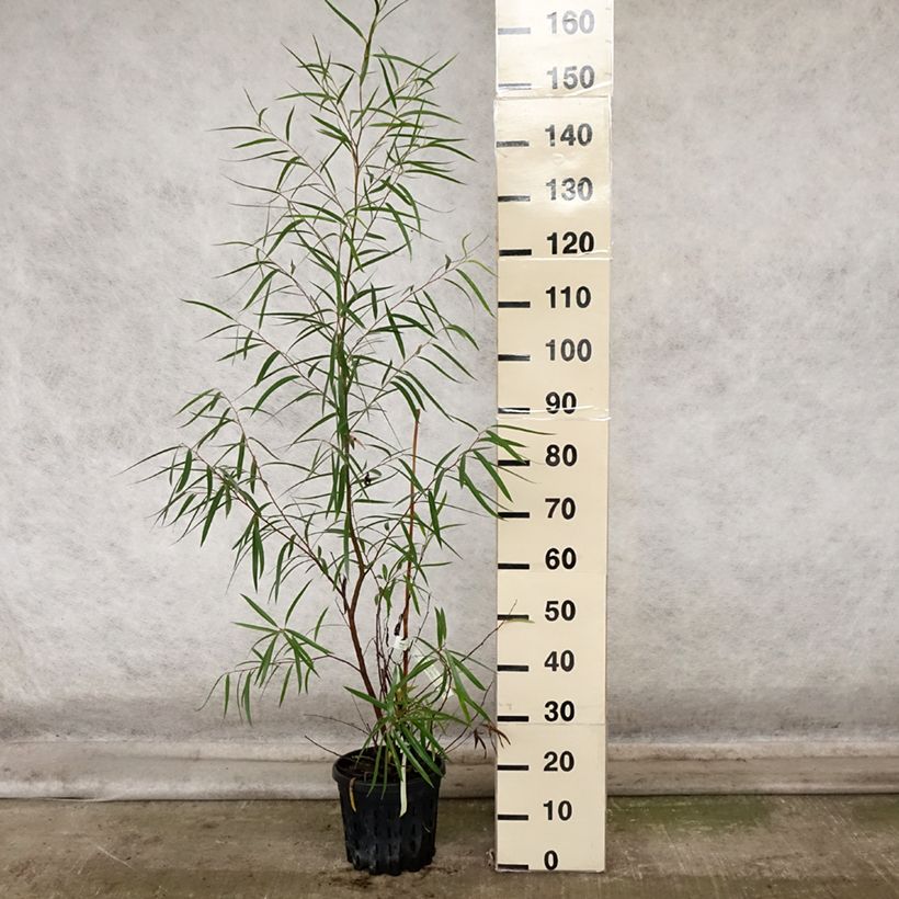 Ejemplar de Eucalyptus approximans Maceta 4L/5L entregado en otoño