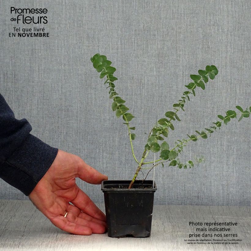Ejemplar de Eucalyptus pulverulenta Baby Blue Maceta de 8/9 cm entregado en otoño