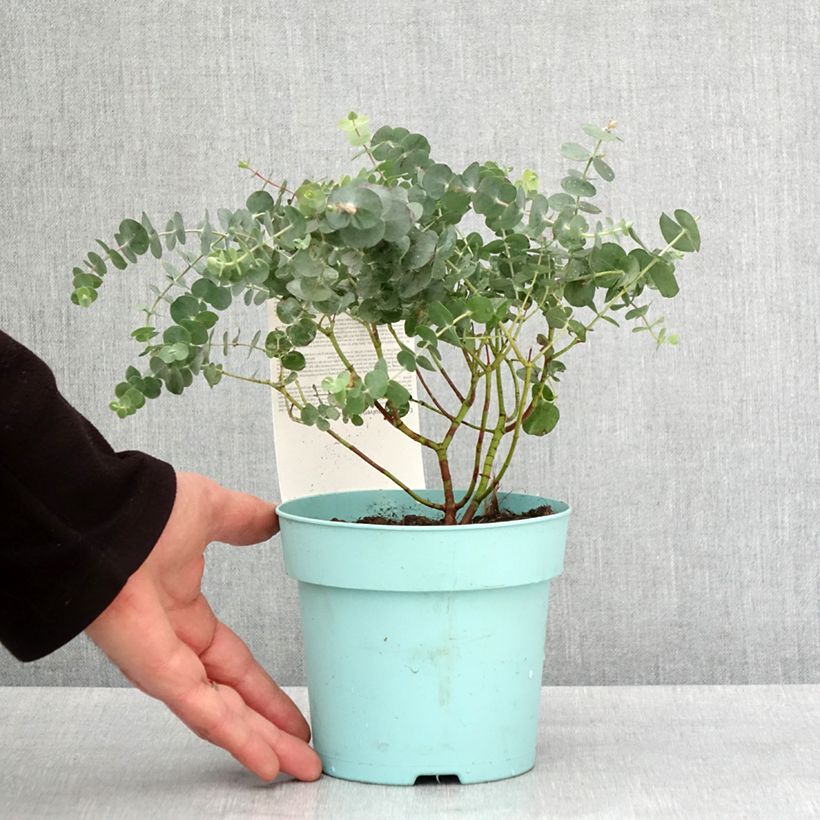 Eucalyptus pulverulenta Baby Blue Maceta 1,5L/2L Ejemplar entregado en invierno