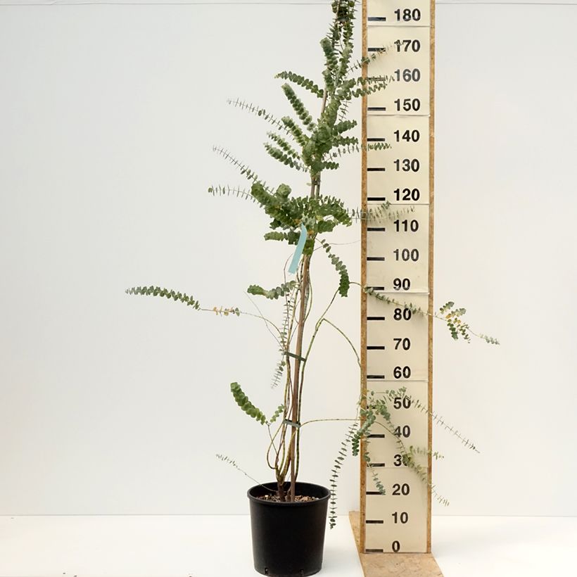 Eucalyptus pulverulenta Baby Blue Maceta 7,5L/10LAltura de entrega aprox. 170/200cm Ejemplar entregado en la primavera