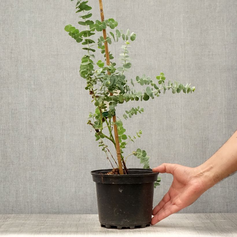 Ejemplar de Eucalyptus pulverulenta Baby Blue Maceta 2L/3LAltura de entrega aprox. 40/+cm entregado en verano