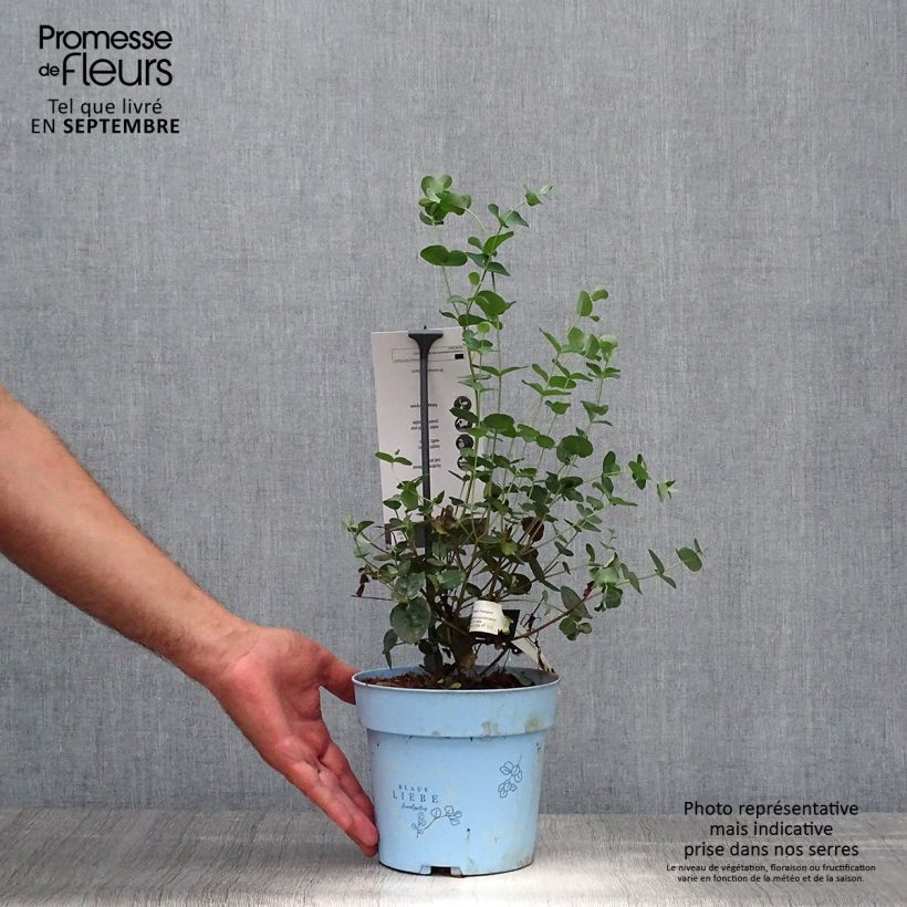 Ejemplar de Eucalyptus pulverulenta Baby Blue Maceta 2L/3L entregado en otoño