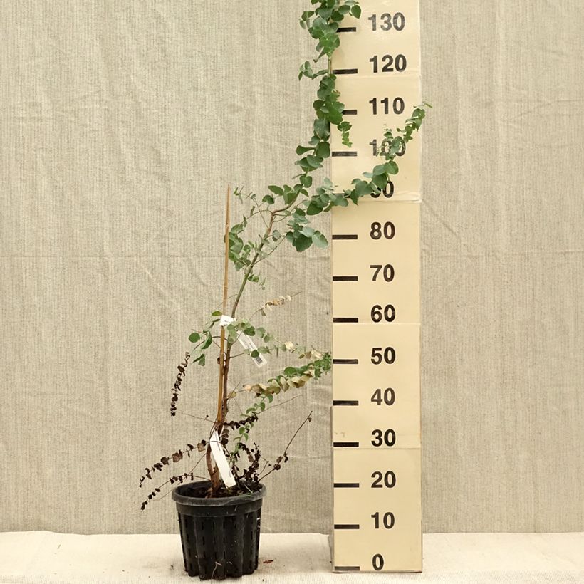Ejemplar de Eucalyptus bridgesiana - Eucalipto rojo Maceta 4L/5L entregado en otoño