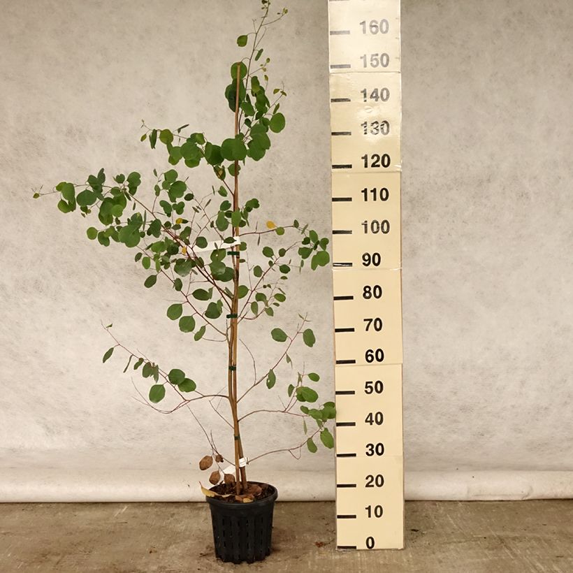 Ejemplar de Eucalyptus camphora subsp camphora - Eucalipto camforero Maceta 4L/5LAltura de entrega aprox. 40/60cm entregado en verano