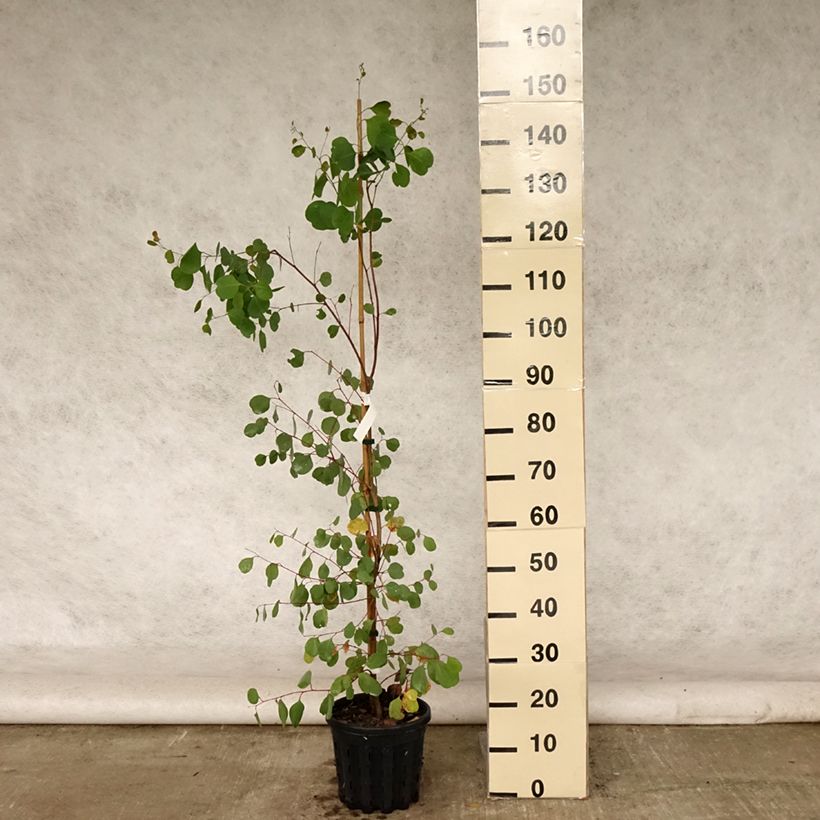 Ejemplar de Eucalyptus camphora subsp humeana - Eucalipto de Hume Maceta 4L/5L entregado en verano