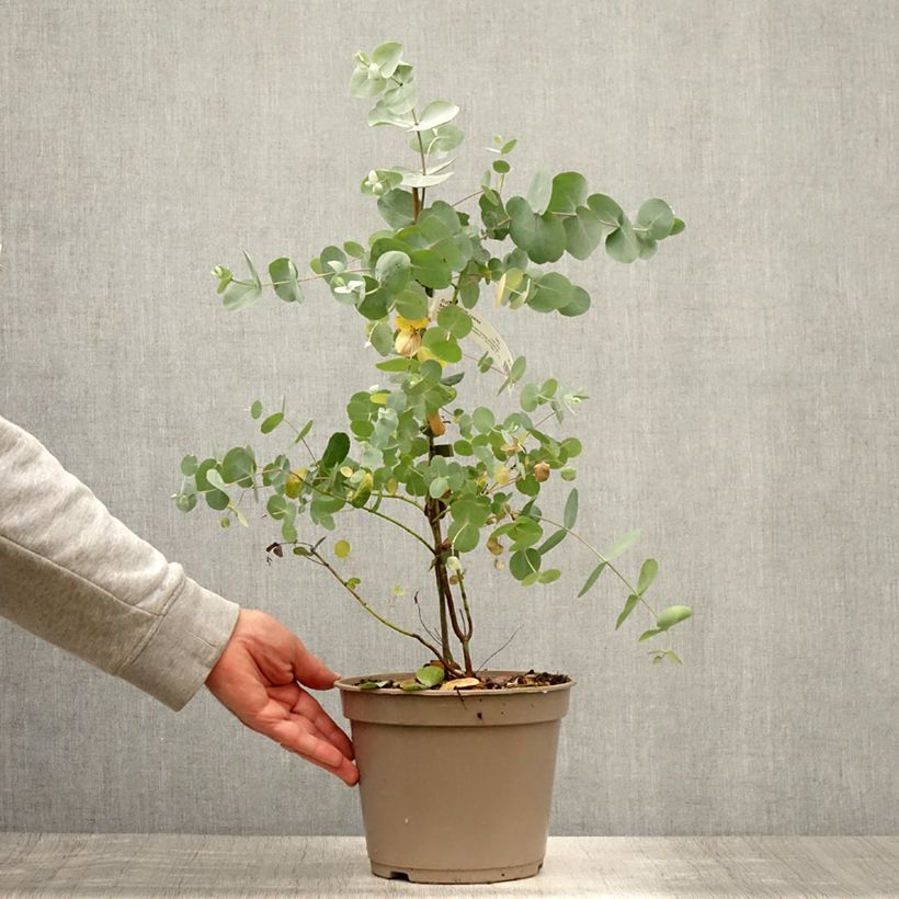 Ejemplar de Eucalyptus cinerea Silver Dollar - Gommier cendré Pot de 2L/3L entregado en verano