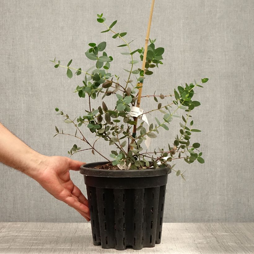 Ejemplar de Eucalyptus coccifera Mt Field Maceta 4L/5L entregado en verano