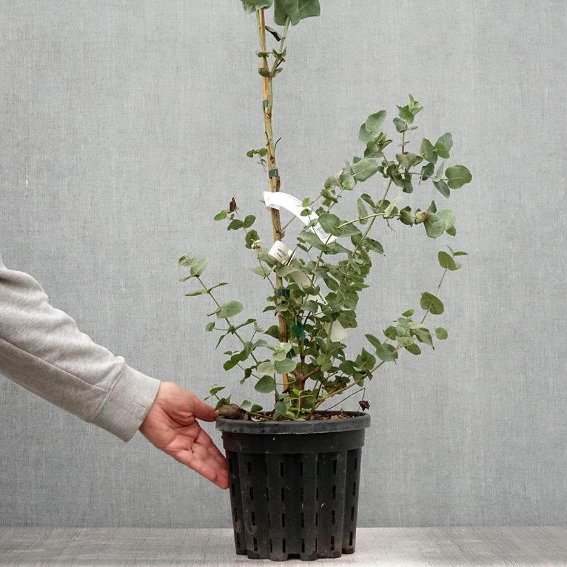 Ejemplar de Eucalyptus cordata subsp quadrangulosa Maceta 4L/5L entregado en verano