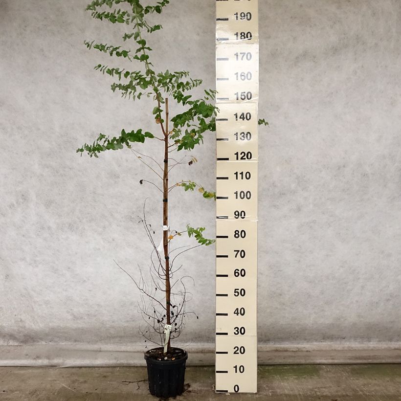 Ejemplar de Eucalyptus crenulata - Eucalipto rosado Maceta 4L/5L entregado en otoño