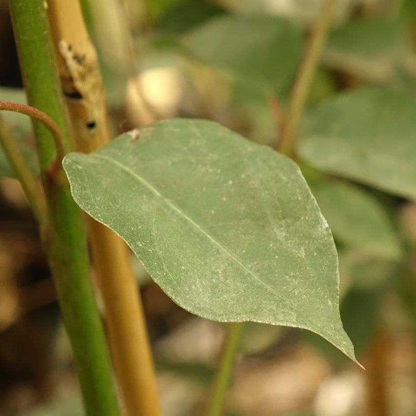 Eucalyptus deanei (Follaje)