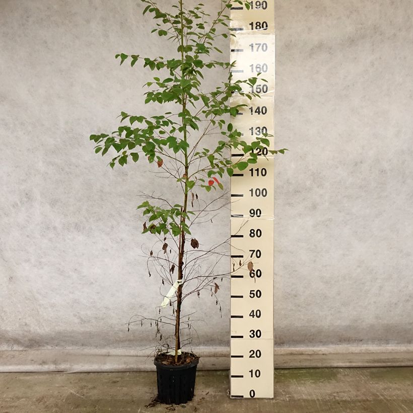 Ejemplar de Eucalyptus deanei Maceta 4L/5L entregado en otoño