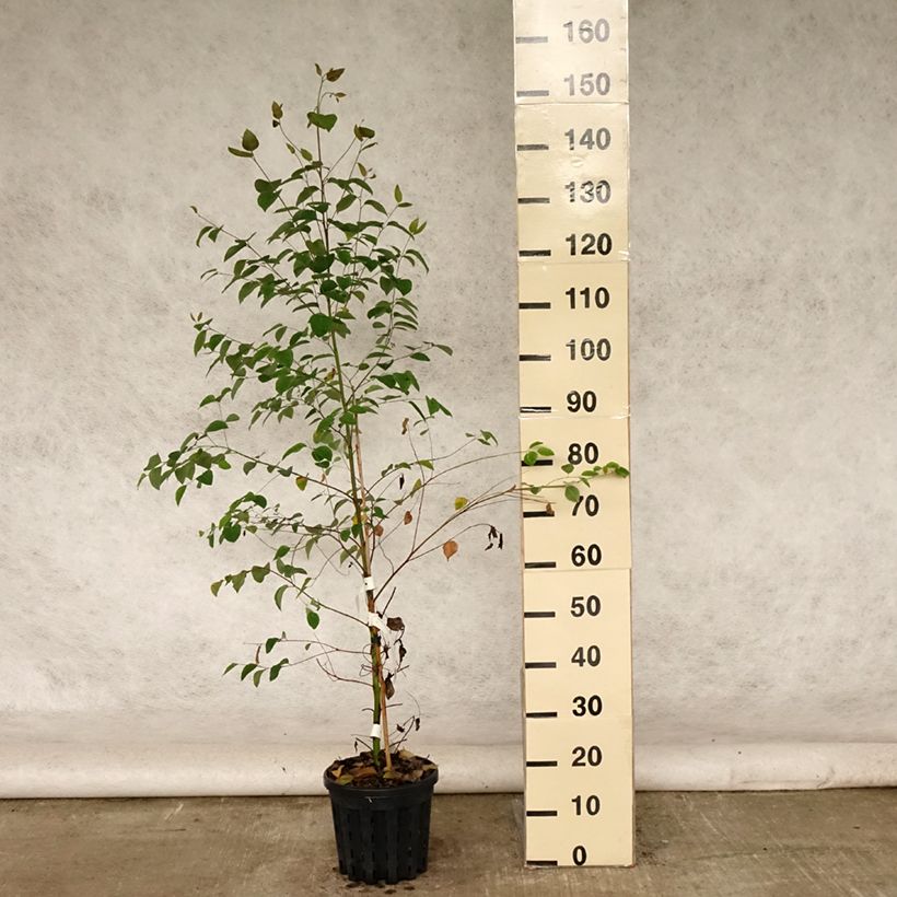 Ejemplar de Eucalyptus deanei Maceta 4L/5L entregado en verano
