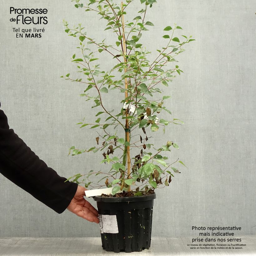 Eucalyptus deanei - Gommier de Deane, Gommier bleu montagne - Pot de 4L/5L Ejemplar entregado en la primavera