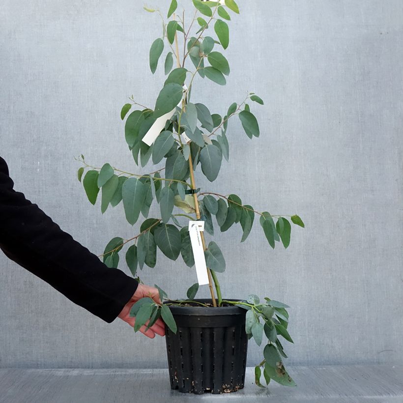 Ejemplar de Eucalyptus delegatensis subsp. tasmaniensi Maceta 4L/5L entregado en otoño