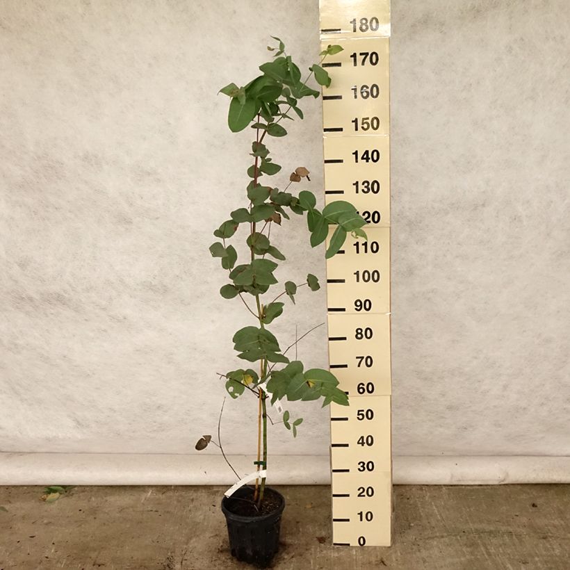 Ejemplar de Eucalyptus elliptica Maceta 4L/5L entregado en verano