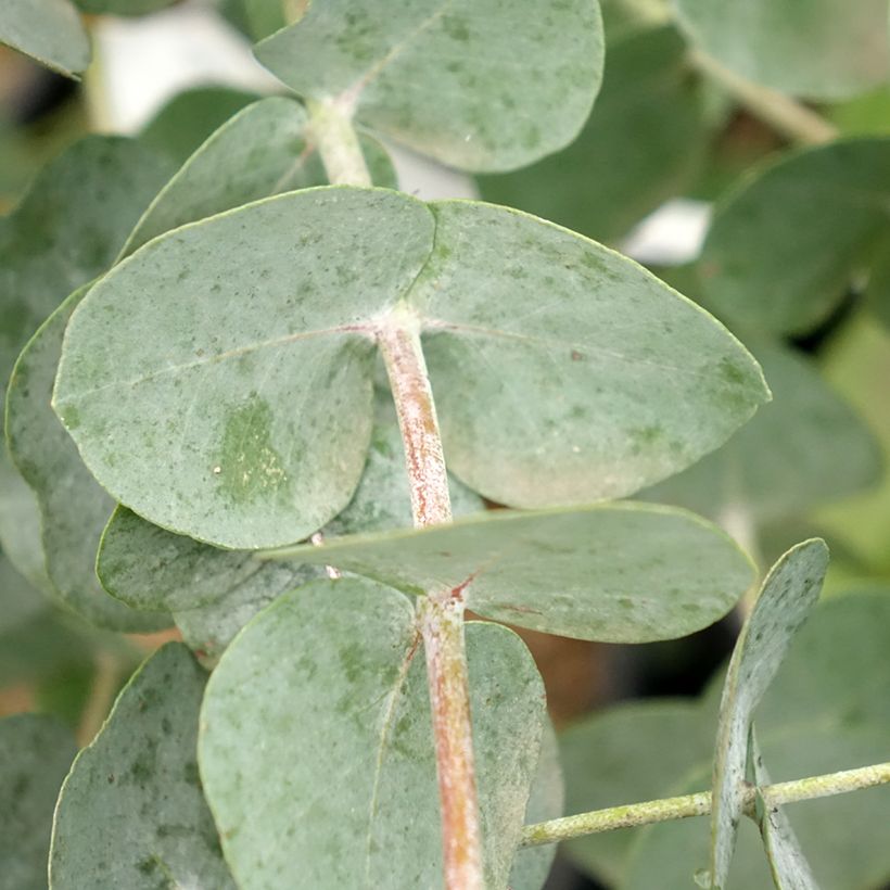 Eucalyptus glaucescens Guthega (Follaje)