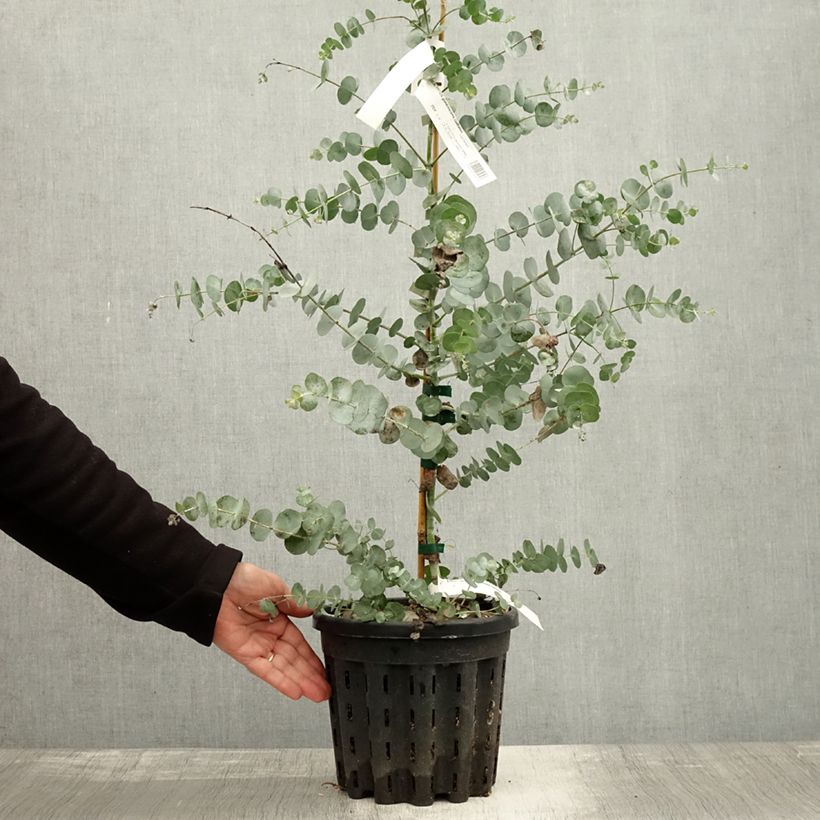 Ejemplar de Eucalyptus glaucescens Guthega Maceta 4L/5L entregado en otoño
