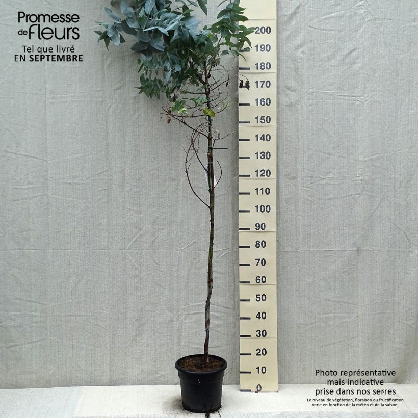 Ejemplar de Eucalyptus globulus - Eucalipto macho Maceta 7,5L/10L entregado en otoño