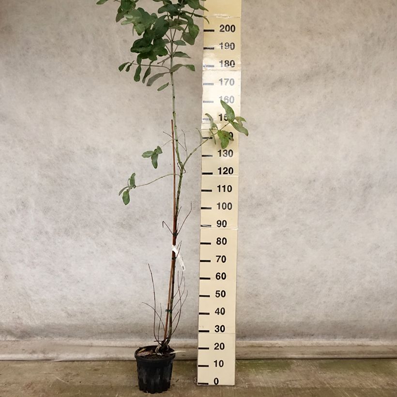 Ejemplar de Eucalyptus globulus subsp. bicostata Maceta 4L/5L entregado en otoño