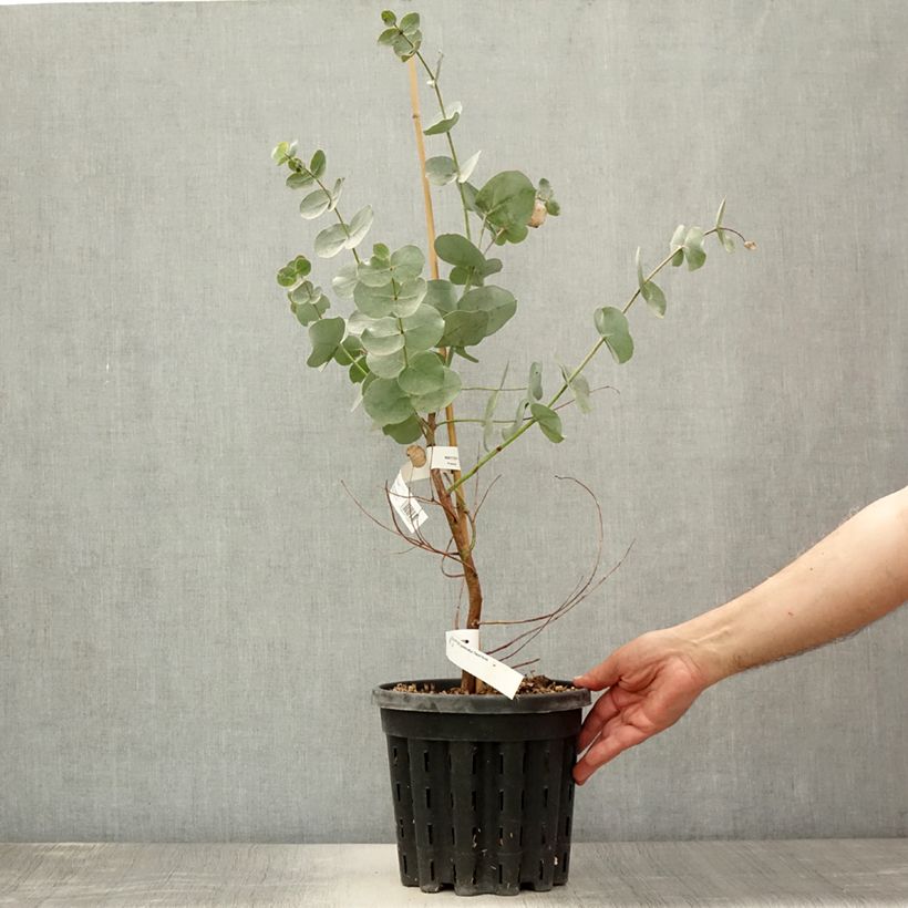 Ejemplar de Eucalyptus goniocalyx Dwarf form Maceta 4L/5L entregado en verano