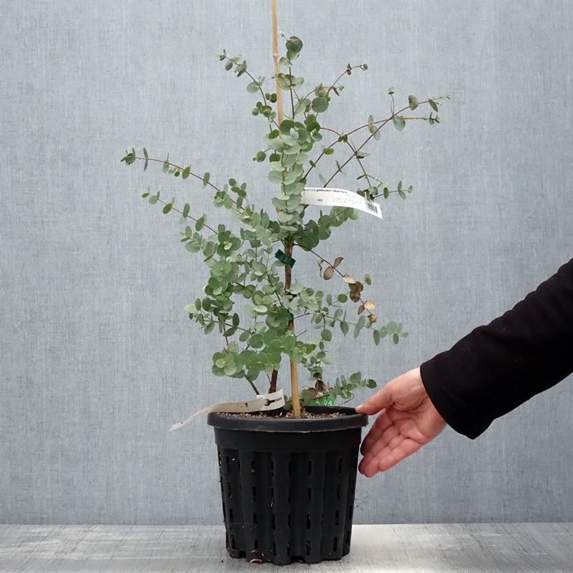 Eucalyptus goniocalyx Dwarf form - Eucalyptus goniocalyx forme naine Pot de 4L/5L, Pot anti-chignonHauteur livrée env. 20/30cm Ejemplar entregado en la primavera