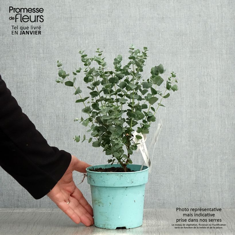 Eucalyptus gunnii Azura Cagire Maceta 1,5L/2L Ejemplar entregado en invierno