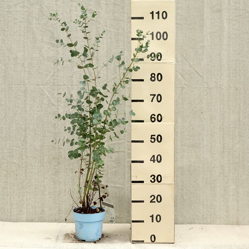 Ejemplar de Eucalyptus gunnii Blaue Liebe Maceta 2L/3L entregado en otoño