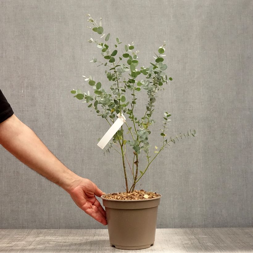 Ejemplar de Eucalyptus gunnii Silverana Maceta 1,5L/2L entregado en verano