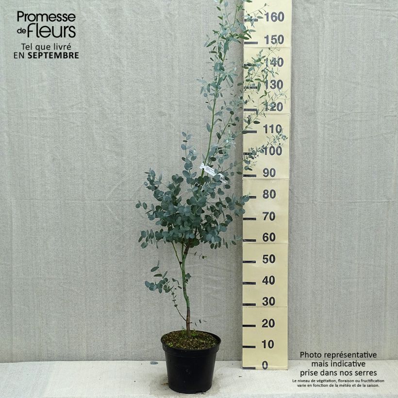 Ejemplar de Eucalyptus gunnii Silverana Maceta 4L/5L entregado en otoño