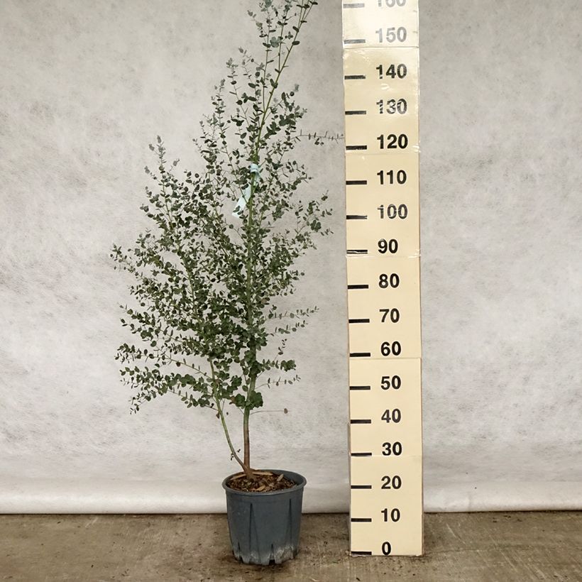 Ejemplar de Eucalyptus gunnii Silverana Maceta 4L/5L entregado en verano