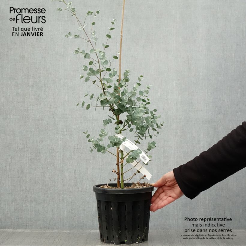 Eucalyptus gunnii subsp divaricata Maceta 4L/5L Ejemplar entregado en invierno