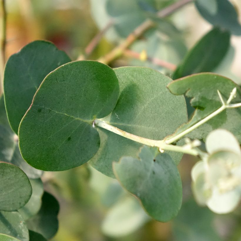 Eucalyptus gunnii subsp divaricata (Follaje)