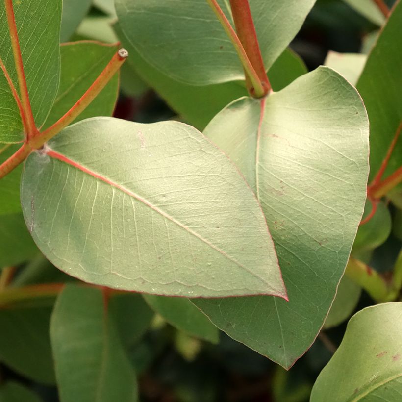 Eucalyptus gunnii subsp divaricata (Follaje)