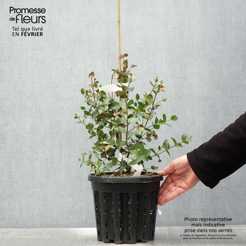 Eucalyptus johnstonii - Eucalipto de Johnston Maceta 4L/5L Ejemplar entregado en invierno