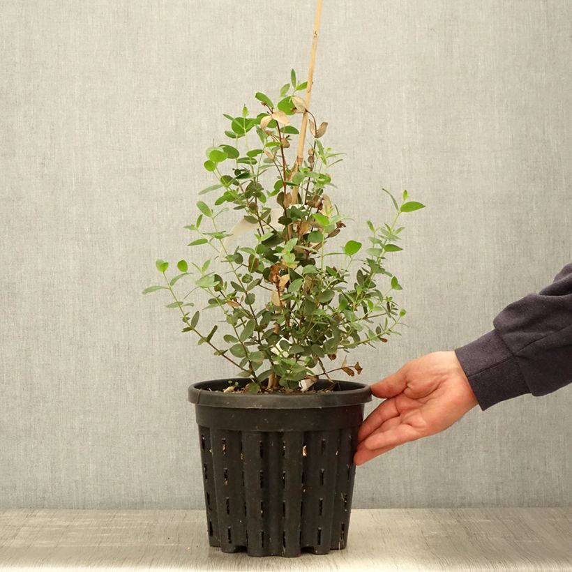Eucalyptus johnstonii - Eucalipto de Johnston Maceta 4L/5LAltura de entrega aprox. 40/60cm Ejemplar entregado en la primavera