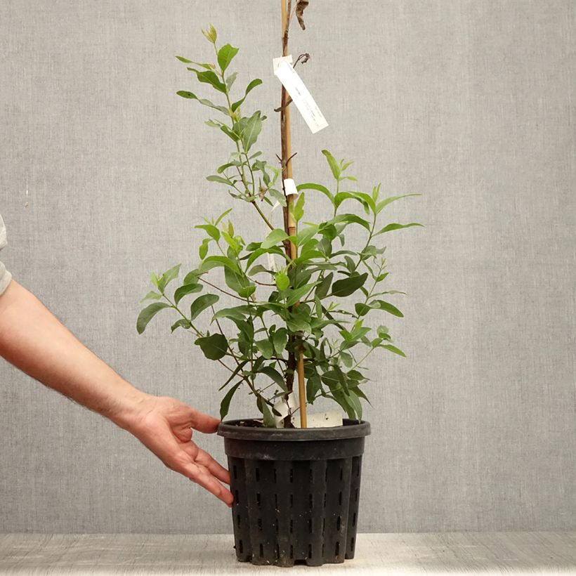 Ejemplar de Eucalyptus kitsoniana - Gommier du Gippsland  - Pot de 4L/5L entregado en verano
