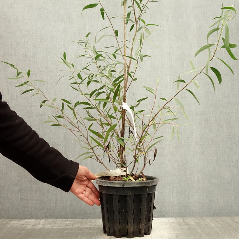 Ejemplar de Eucalyptus kybeanensis Maceta 4L/5L entregado en otoño