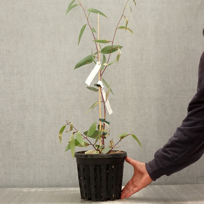 Ejemplar de Eucalyptus lacrimans - Eucalipto llorón Maceta 4L/5L entregado en otoño