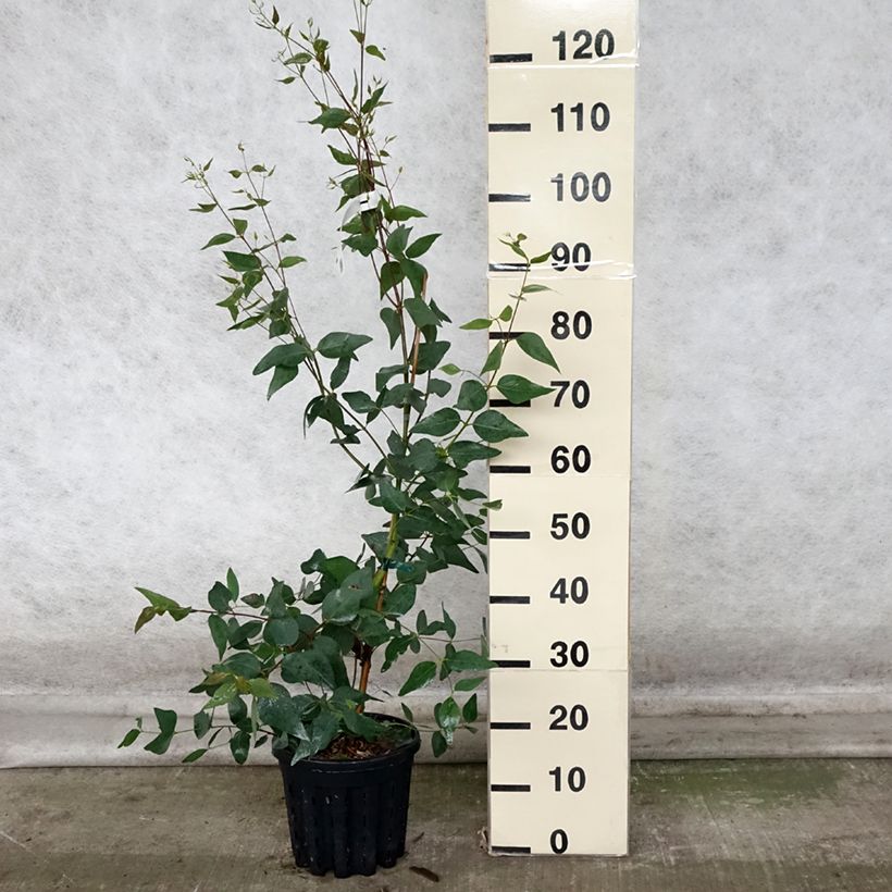 Ejemplar de Eucalyptus leucoxylon Rosea Maceta 4L/5L entregado en otoño