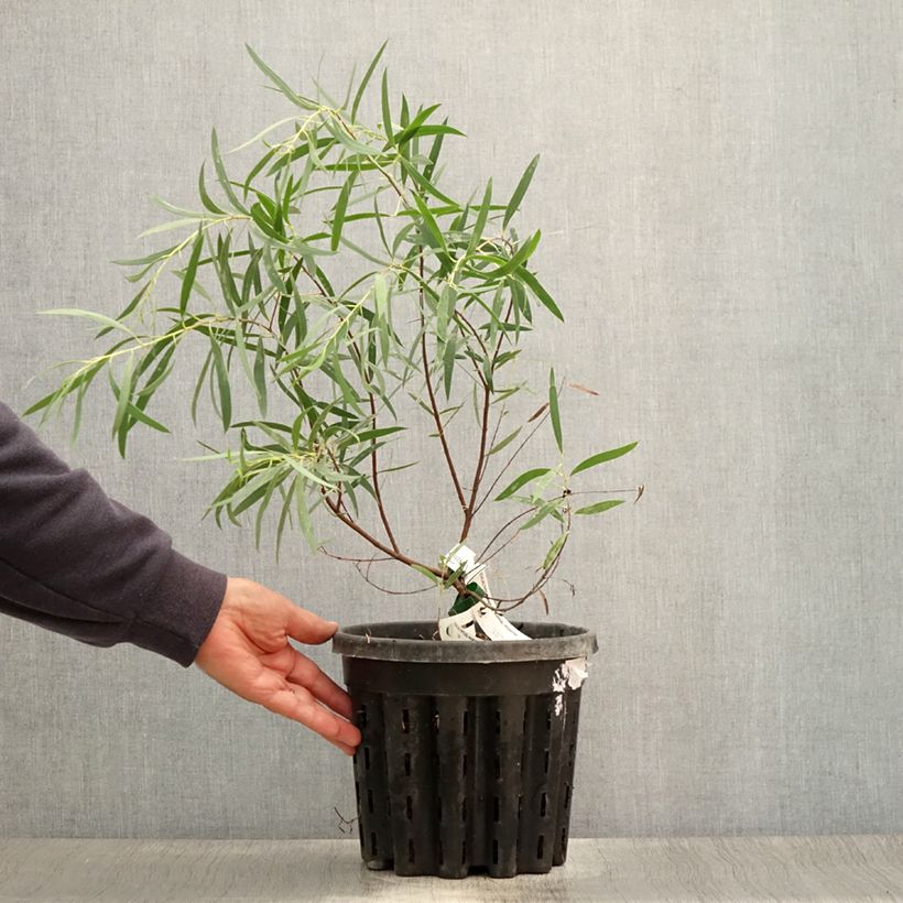 Ejemplar de Eucalyptus moorei subsp. moorei Pot de 4L/5L, Pot anti-chignonHauteur livrée env. 40/60cm entregado en verano