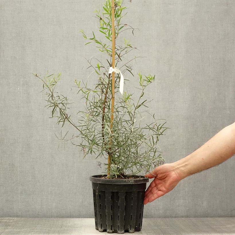 Ejemplar de Eucalyptus nicholii - Gommier menthe de Nicol - Pot de 4L/5L entregado en verano