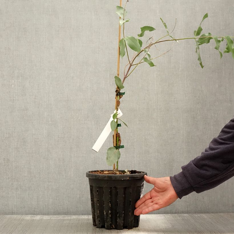 Ejemplar de Eucalyptus nitens Maceta 4L/5L entregado en otoño