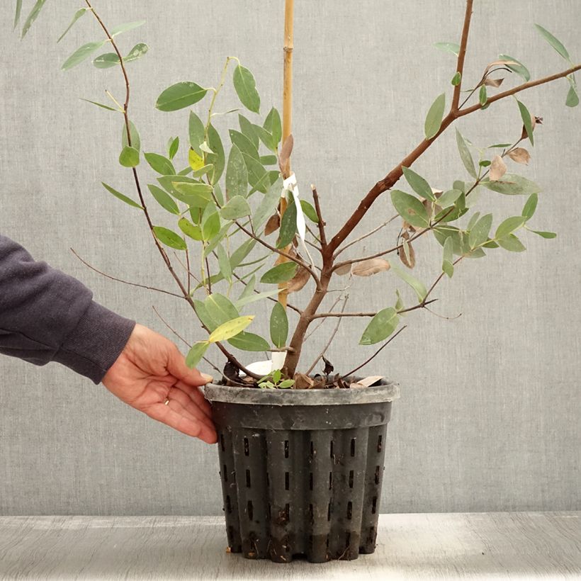 Ejemplar de Eucalyptus nitida - Eucalipto pulido Maceta 4L/5L entregado en otoño