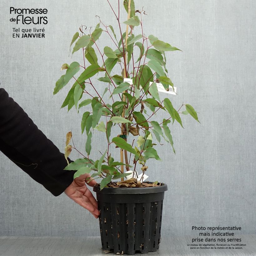 Eucalyptus obliqua Maceta 4L/5L Ejemplar entregado en invierno