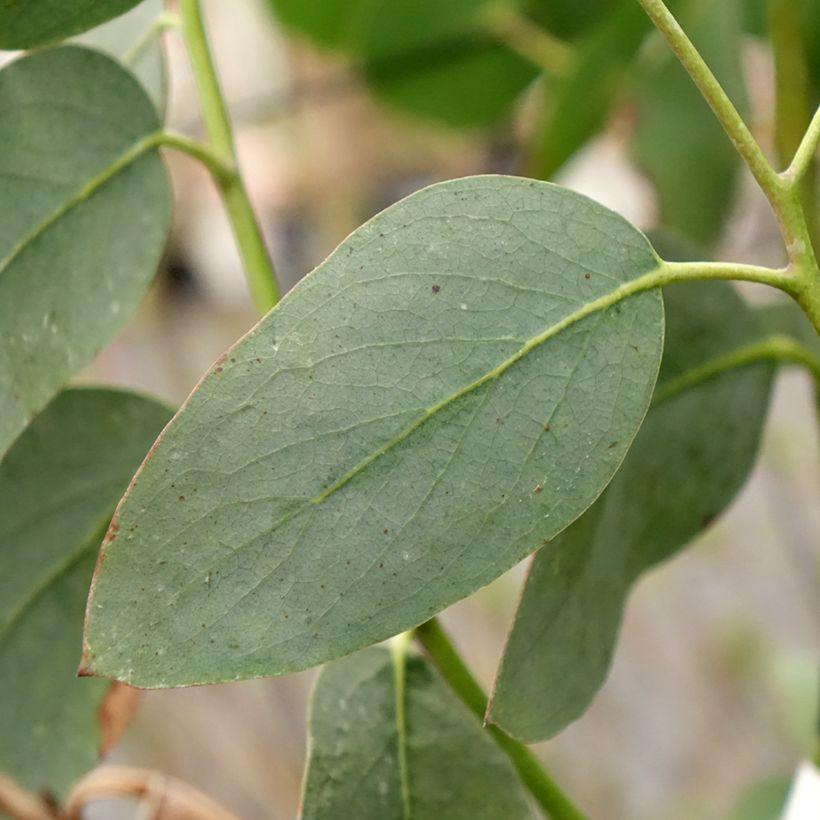 Eucalyptus pauciflora subsp. hedraia Falls Creek (Follaje)