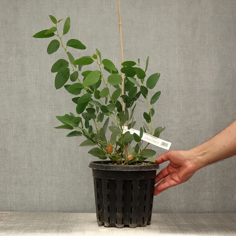 Ejemplar de Eucalyptus pauciflora subsp. niphophila Mt Bogong - Gommier des neiges Pot de 4L/5L, Pot anti-chignonHauteur livrée env. 40/60cm entregado en verano