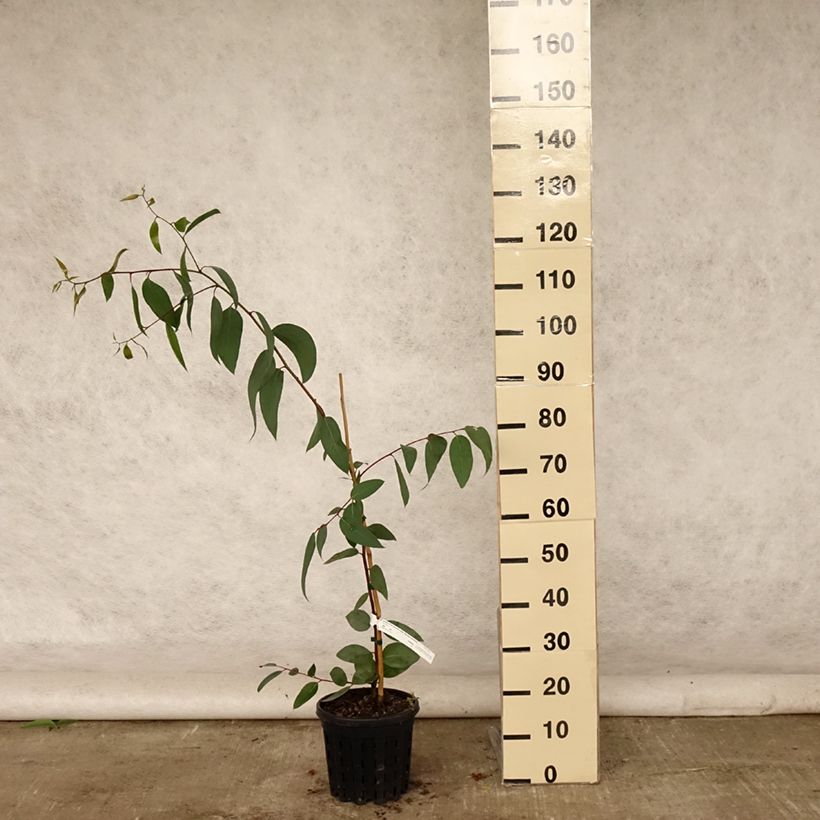 Ejemplar de Eucalyptus pauciflora subsp. pauciflora Adaminaby Maceta 4L/5L entregado en verano